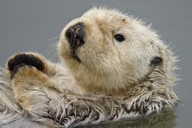 Photo of sea otter in the ocean