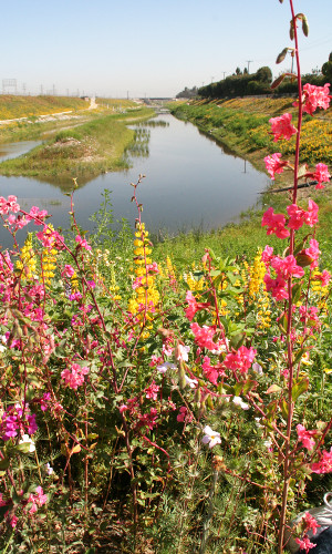 Dominguez Basin Wildflowers Dominguez Basin Wildflowers